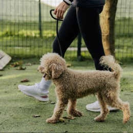 a dog in a pet park